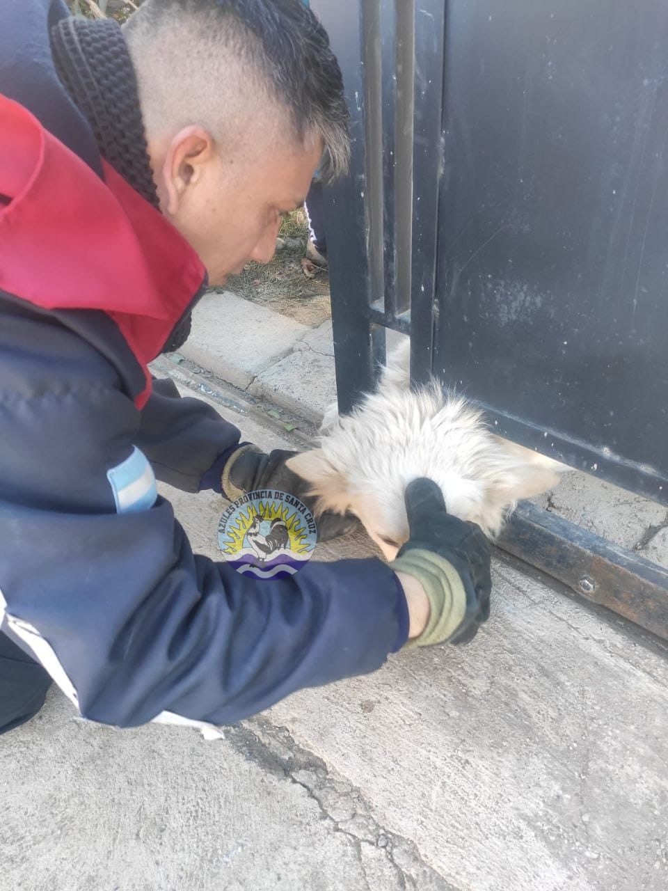 Unidad 8va Rescatan un perro atrapado (2)
