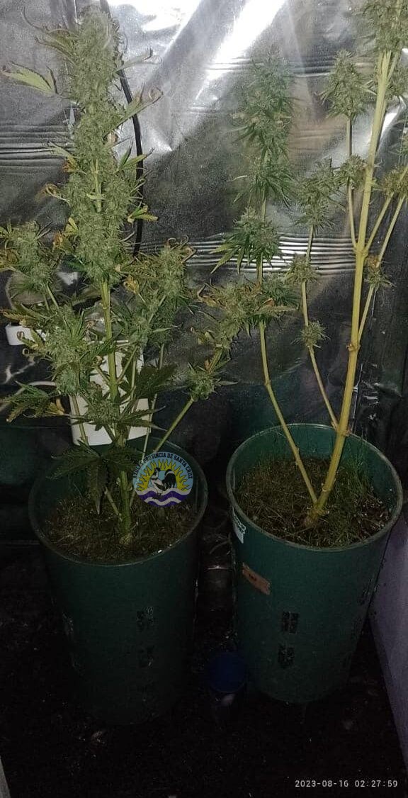 En un incendio de gran magnitud se incautan plantas de marihuana (3)