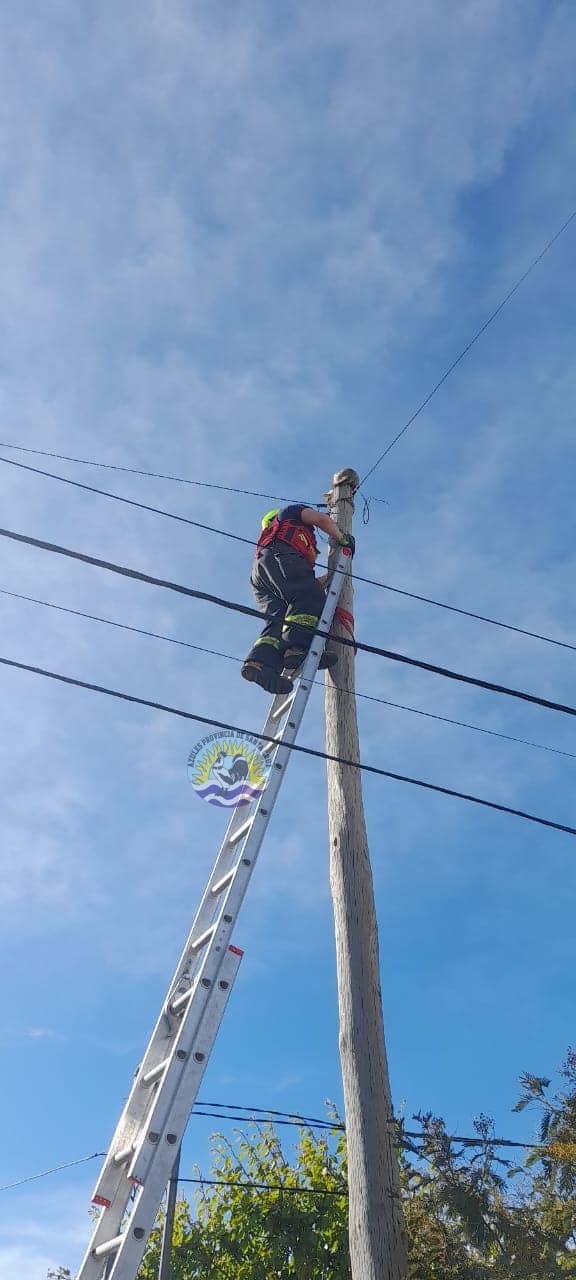 Rescate gatuno por el Personal de la División Cuartel Nro 16 (2)