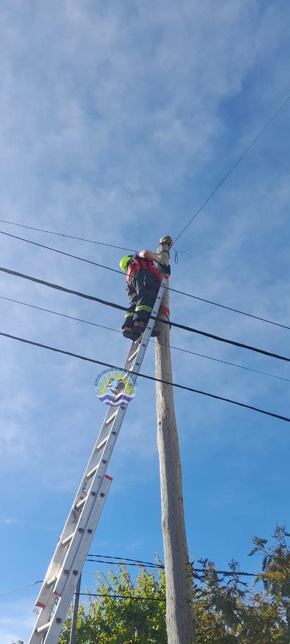 Rescate gatuno por el Personal de la División Cuartel Nro 16 (3)