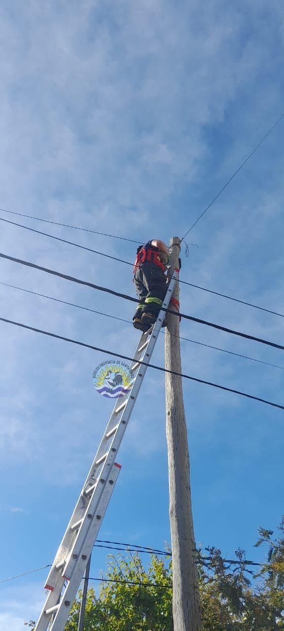 Rescate gatuno por el Personal de la División Cuartel Nro 16 (4)