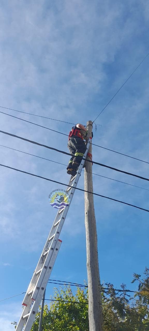 Rescate gatuno por el Personal de la División Cuartel Nro 16 (5)