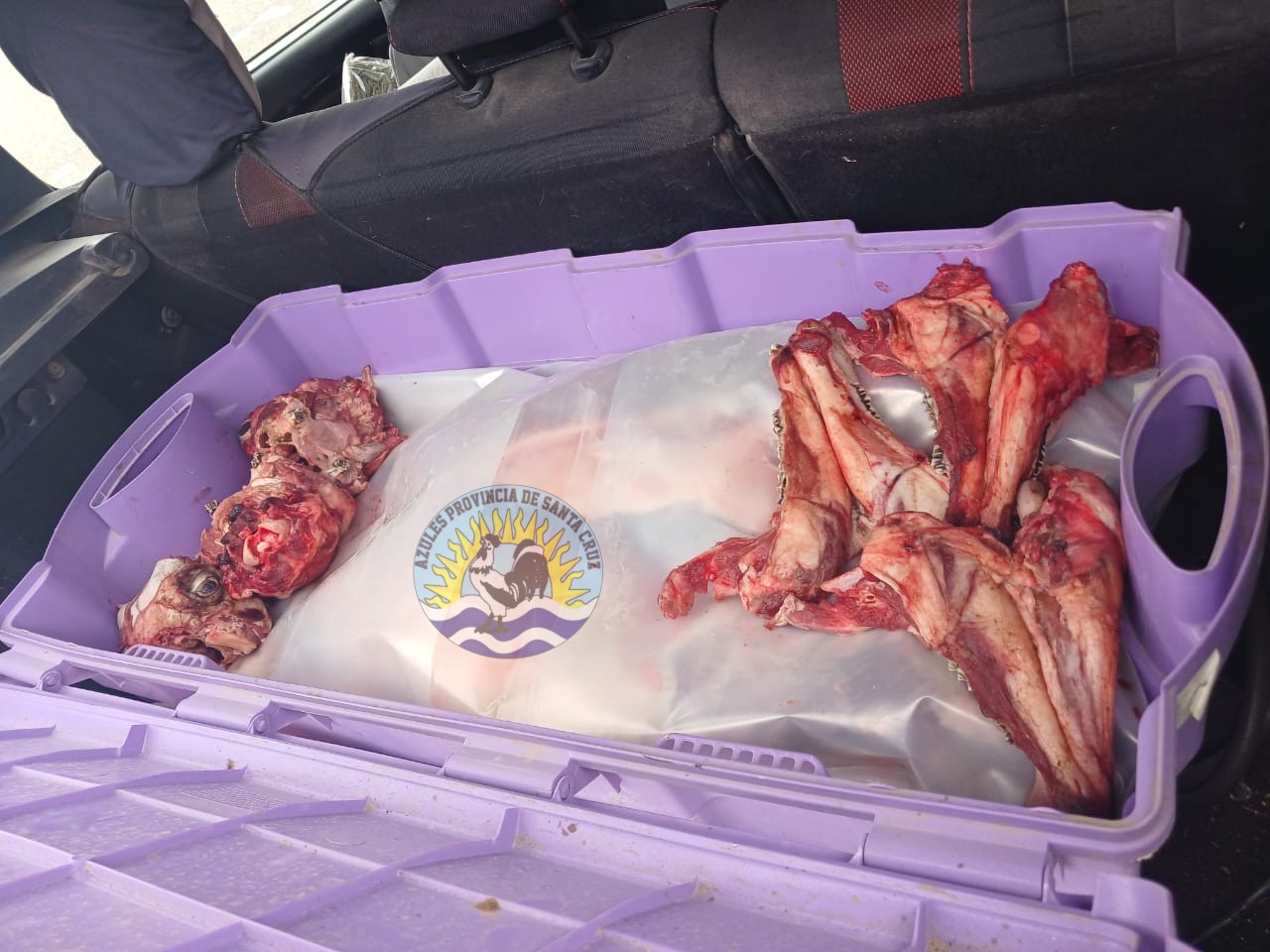 Operativo policial desarticula presunto caso de abigeato en empalmes de Ruta Nacional 3 y 281 (1)