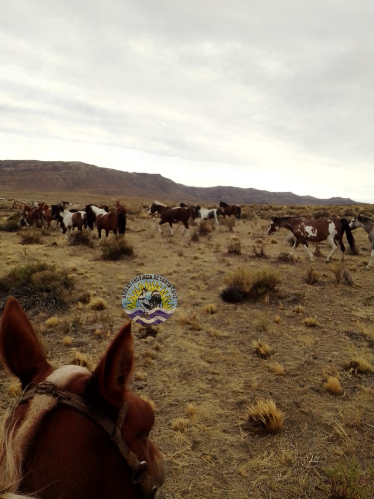 Secuestro de 21 equinos por incumplimiento de propietarios (2)