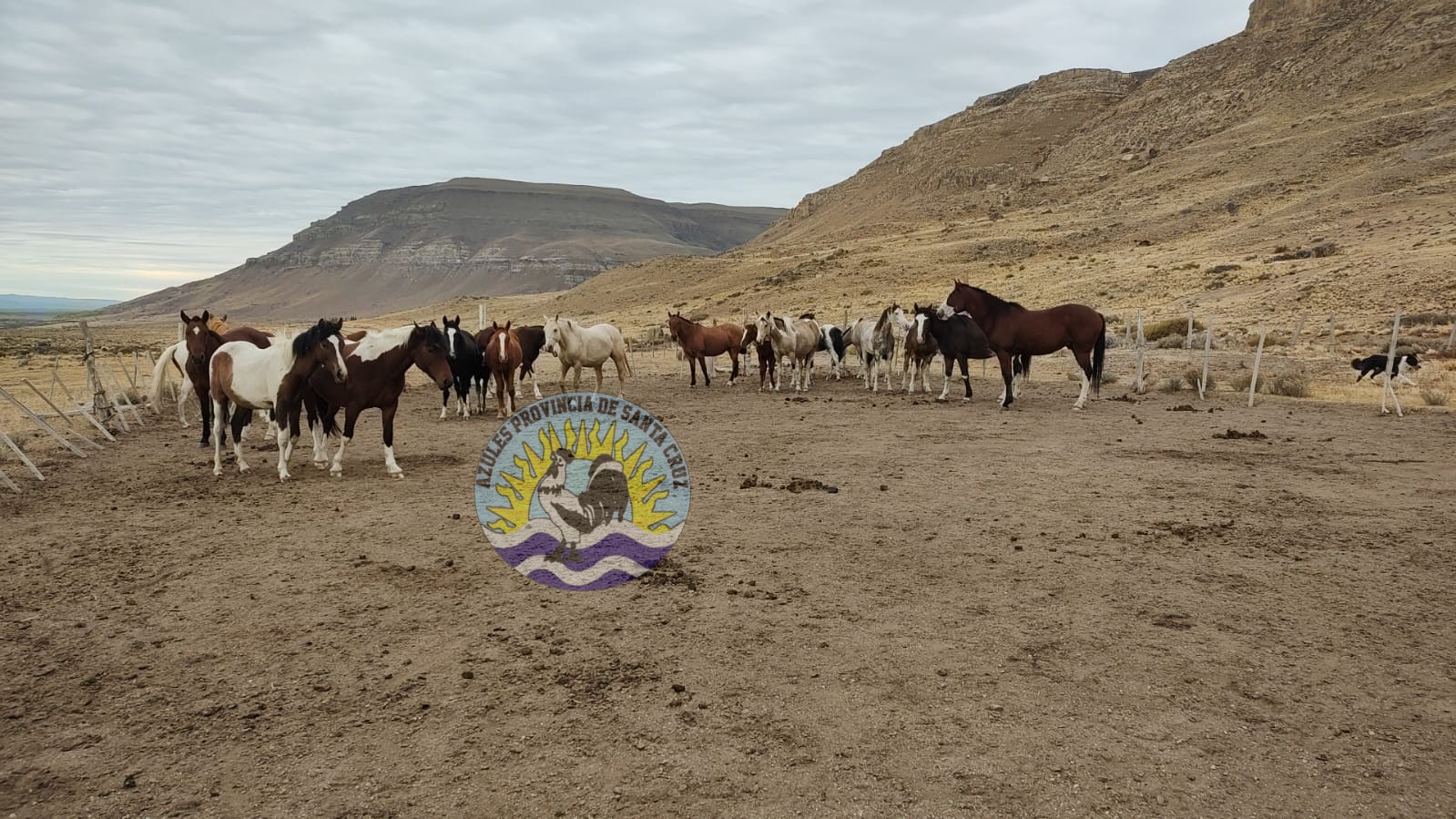 Secuestro de 21 equinos por incumplimiento de propietarios (3)