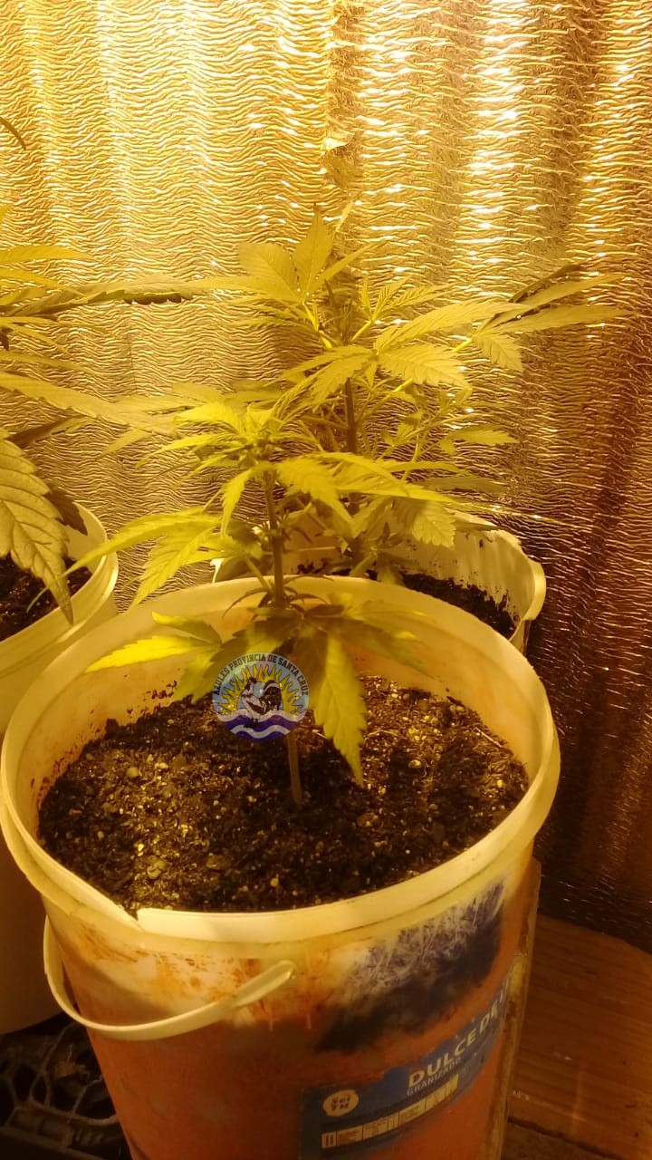 En allanamiento por hurto encuentran recipientes con plantas de marihuana (3)