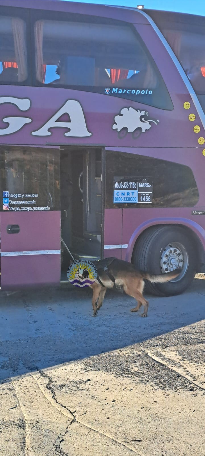 Controles Preventivos de Narcocriminalidad y Sección Canes en El Calafate Detecciones y Compulsas Positivas (10)