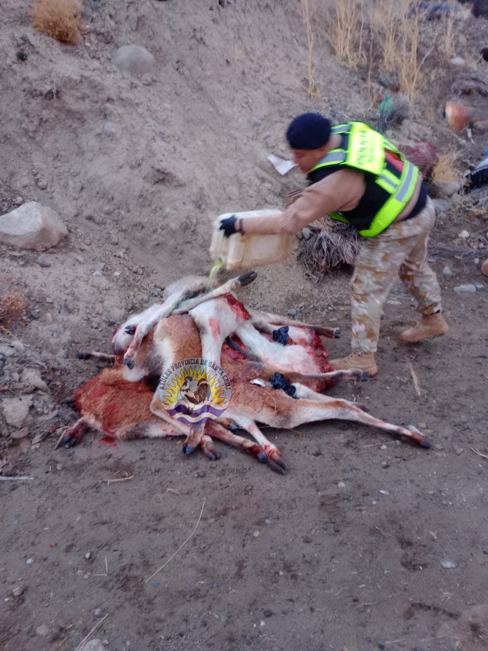 Procedimiento de la división operaciones rurales El Calafate por infracción a la ley de fauna silvestre (4)