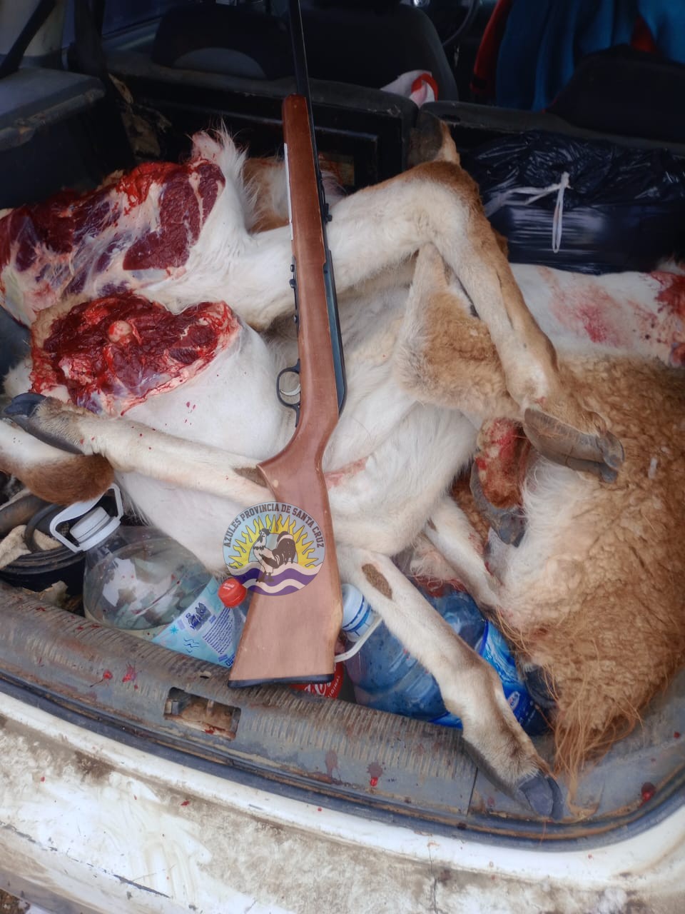 Procedimiento de la división operaciones rurales El Calafate por infracción a la ley de fauna silvestre (5)