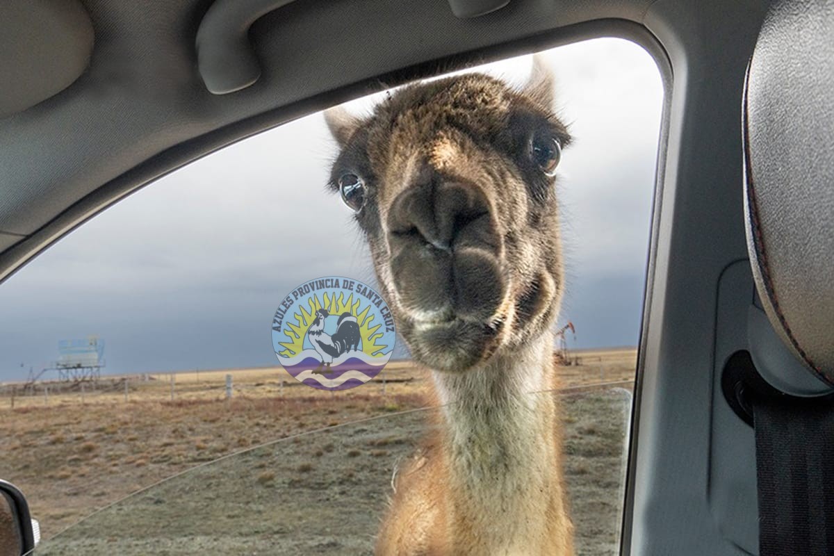Prevención vial Recomendaciones ante la presencia de animales en las rutas provinciales y nacionales de Santa Cruz (1)