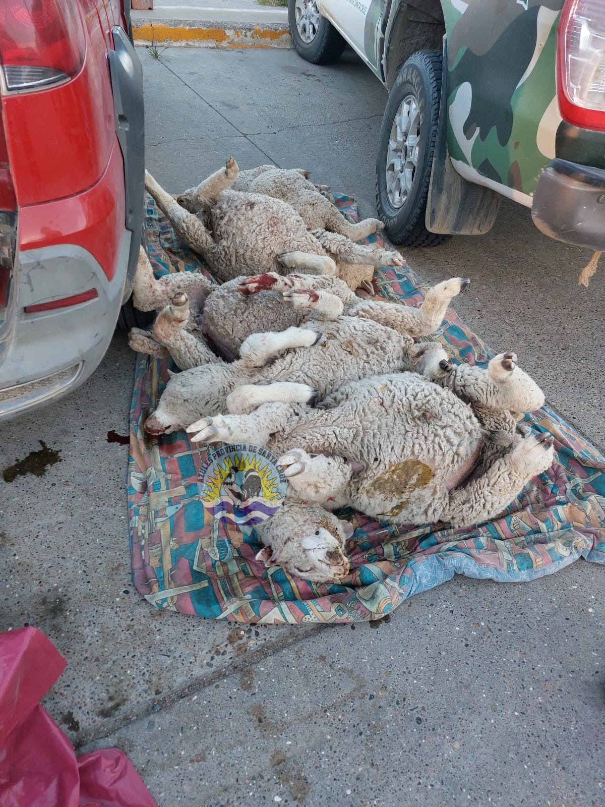 Interceptan vehículo con animales faenados y armas en Caleta Olivia (3)