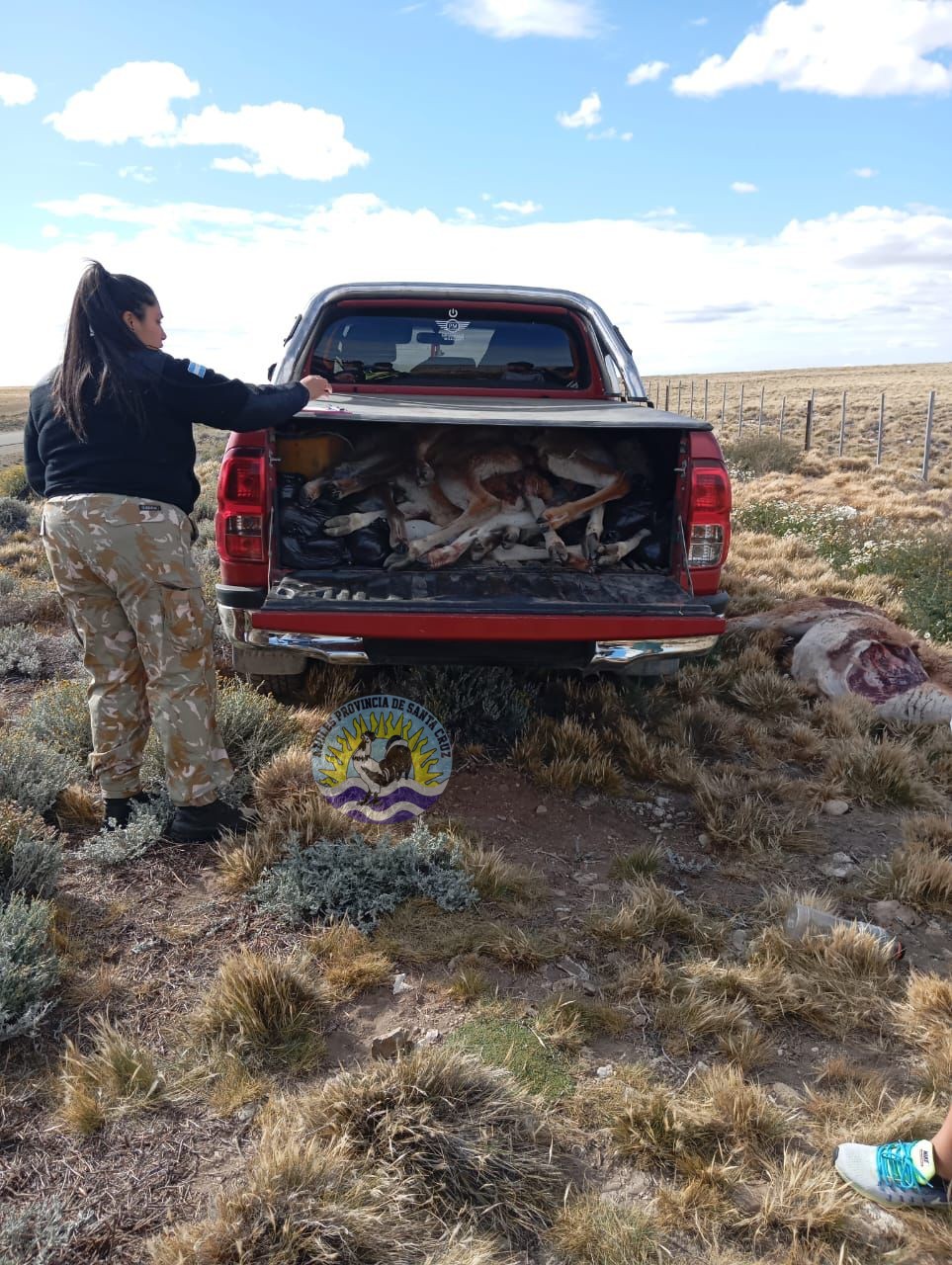 El Calafate Detectan caza ilegal de guanacos en la Ruta 40 (1)