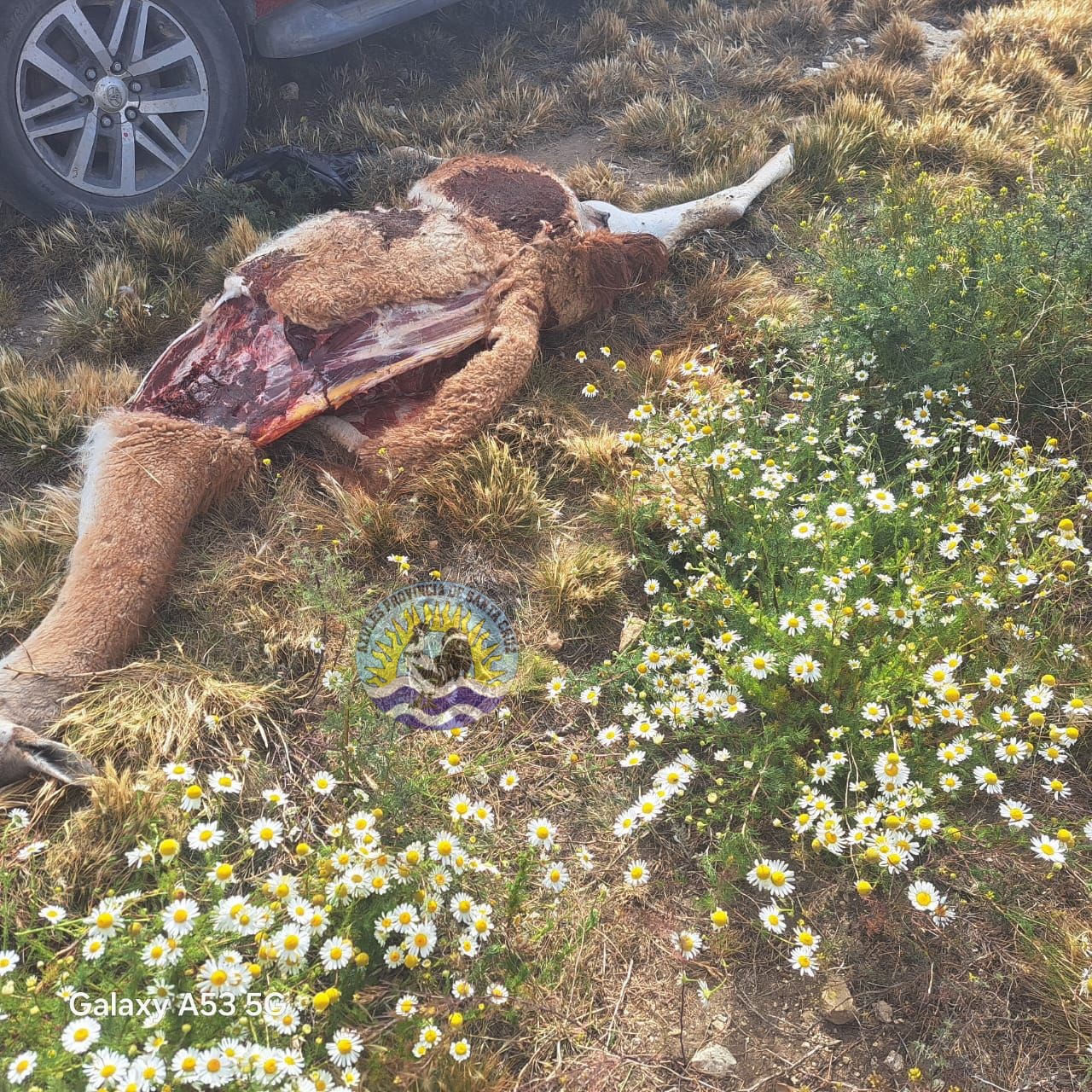 El Calafate Detectan caza ilegal de guanacos en la Ruta 40 (4)