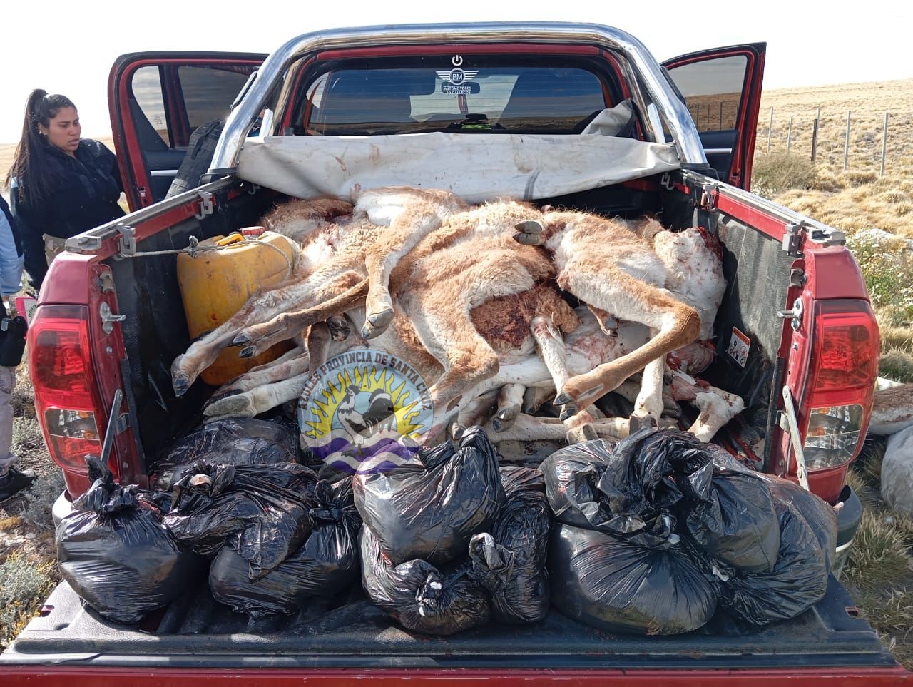 El Calafate Detectan caza ilegal de guanacos en la Ruta 40 (5)