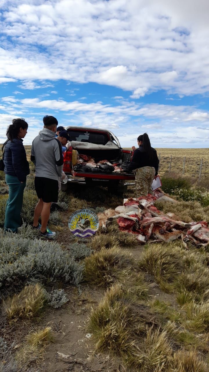 El Calafate Detectan caza ilegal de guanacos en la Ruta 40 (8)