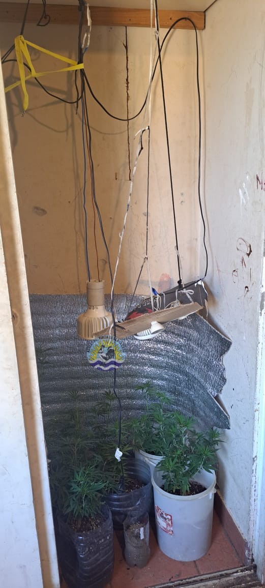 Allanamiento en El Calafate por Robo de Celulares Se Descubren Plantas de Cannabis y Cuatro Personas a Disposición de la Justicia Federal (2)