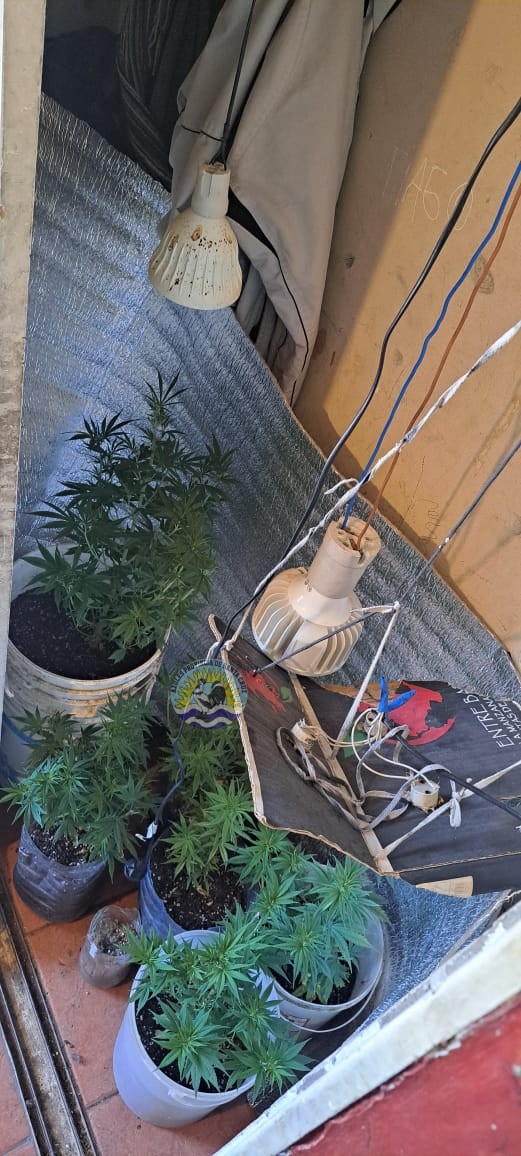 Allanamiento en El Calafate por Robo de Celulares Se Descubren Plantas de Cannabis y Cuatro Personas a Disposición de la Justicia Federal (3)