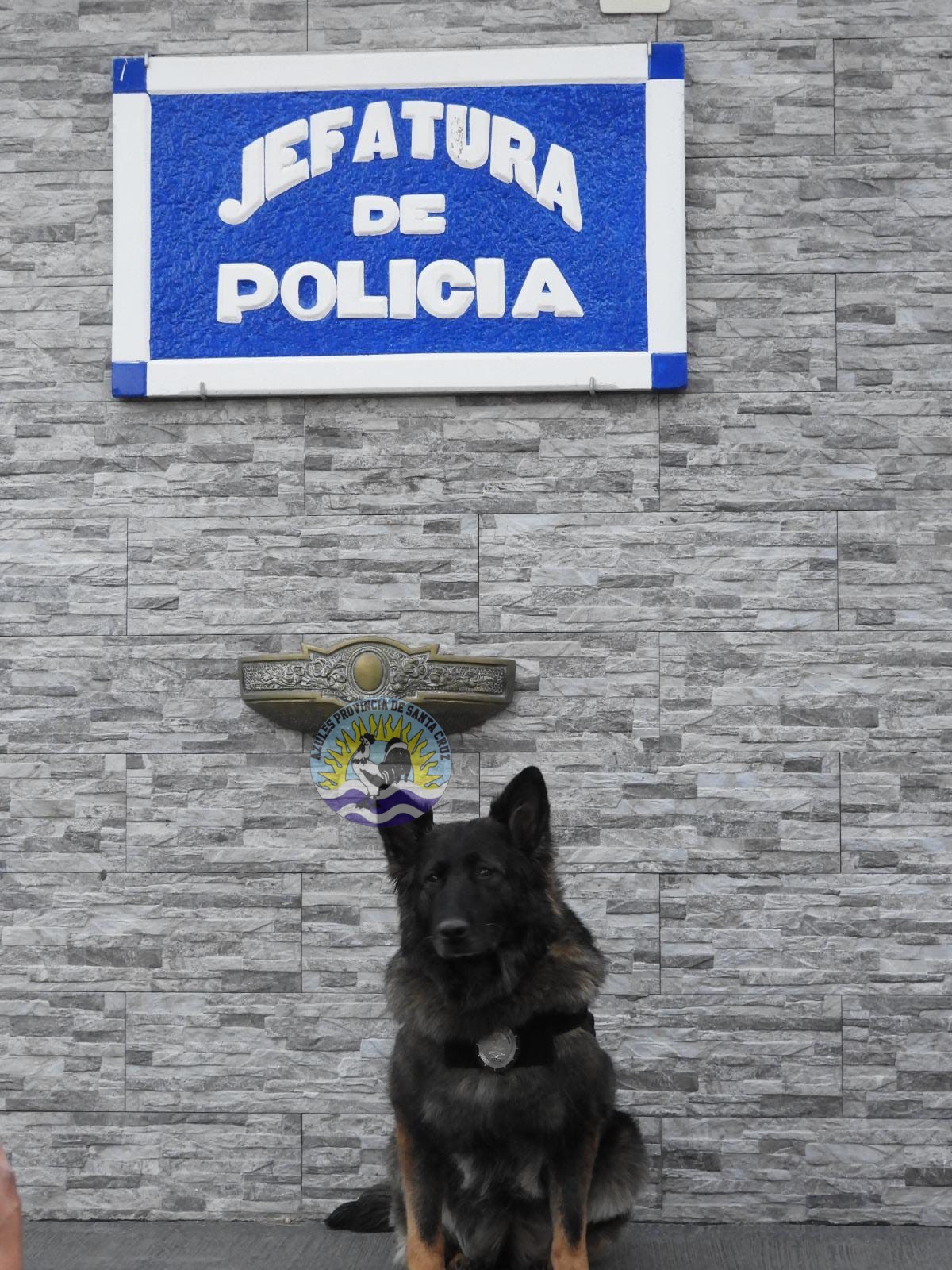 ¡Misión Cumplida, K9 Candy! Honrando una Trayectoria Ejemplar (2)